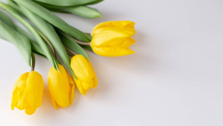 Tulip Mania